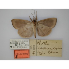 /filer/webapps/moths/media/images/C/ceromacra_Avitta_HT_RMCA_02.jpg