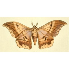 /filer/webapps/moths/media/images/P/phaedusa_Lobobunaea_Drury3_25.jpg