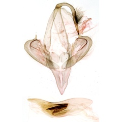 /filer/webapps/moths/media/images/P/plantei_Macellopis_GMHT_MNHN_824.jpg