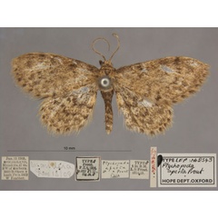 /filer/webapps/moths/media/images/A/aperta_Idaea_HTM_OUMNHa_01.jpg