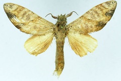 Tricholoba immodica
