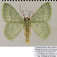 /filer/webapps/moths/media/images/F/faustinata_Phaiogramma_AM_ZSM.jpg