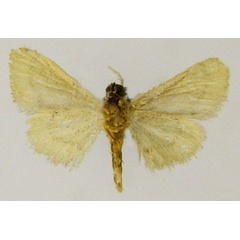 /filer/webapps/moths/media/images/A/africarabica_Idaea_AF_ZSMb.jpg