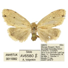 /filer/webapps/moths/media/images/P/patterna_Siccia_PTF_ANHRT.jpg