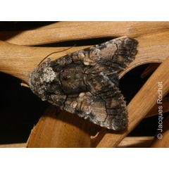 /filer/webapps/moths/media/images/T/trispilosa_Aedia_AM_Rochatb.jpg