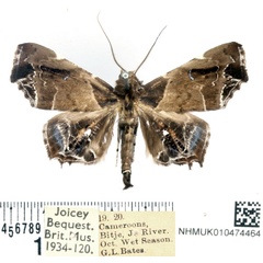 /filer/webapps/moths/media/images/H/hieroglyphica_Episparis_AM_BMNH.jpg