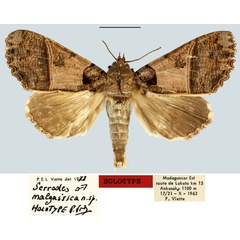 /filer/webapps/moths/media/images/M/malgassica_Serrodes_HT_MNHN.jpg