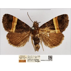 /filer/webapps/moths/media/images/F/fasciata_Ozarba_AM_NHMUK.jpg