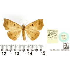 /filer/webapps/moths/media/images/L/lepticyma_Pleurona_PTF_BMNH.jpg