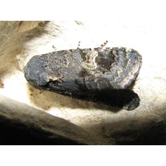 /filer/webapps/moths/media/images/N/nigrescens_Aedia_A_Goff_01.jpg