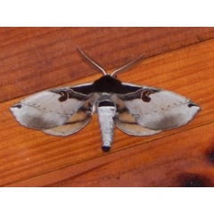 /filer/webapps/moths/media/images/C/comma_Spiramiopsis_Grobler_02.jpg