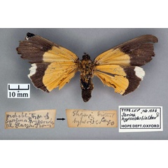 /filer/webapps/moths/media/images/H/hypsoides_Surina_HT_OUMNH_02.jpg