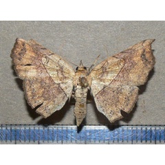 /filer/webapps/moths/media/images/T/trogopera_Pleuronodes_A_Goff.jpg
