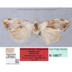 /filer/webapps/moths/media/images/M/madagassialis_Evonima_HT_BMNH.jpg