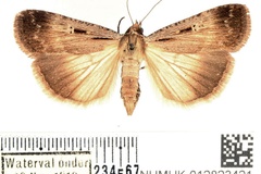 Tathorhynchus exsiccata