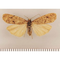 /filer/webapps/moths/media/images/P/pallens_Pasteosia_PTF_TMSA.jpg