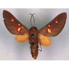 /filer/webapps/moths/media/images/D/distincta_Balacra_HT_RMCA_03.jpg