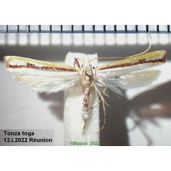 /filer/webapps/moths/media/images/T/toga_Tonza_AM_Bippus.jpg