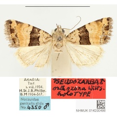 /filer/webapps/moths/media/images/O/orthozona_Pseudozarba_HT_BMNH.jpg