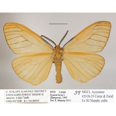 /filer/webapps/moths/media/images/F/furva_Ruanda_AM_MGCLa_01.jpg