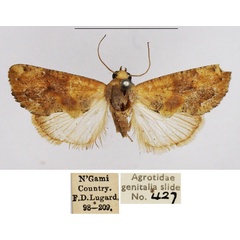 /filer/webapps/moths/media/images/S/stalii_Arcyophora_AM_NHMUK.jpg