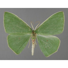 /filer/webapps/moths/media/images/V/vinchata_Adidocrita_HT_ZSM_01.jpg