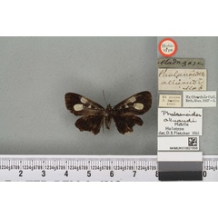 /filer/webapps/moths/media/images/A/alluaudi_Rothia_HT_BMNHa.jpg