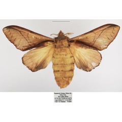 /filer/webapps/moths/media/images/S/sjostedti_Stoermeriana_AF_TMSA.jpg