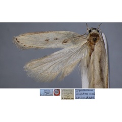 /filer/webapps/moths/media/images/G/galatea_Gelechia_MHT_BMNH.jpg