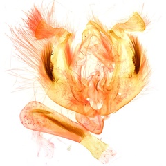 /filer/webapps/moths/media/images/I/ikondae_Dicerogastra_GM_NHMUK_7874.jpg