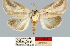 Selenistis laurentica