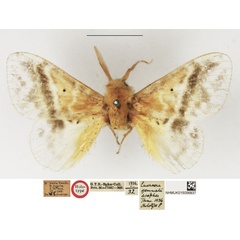 /filer/webapps/moths/media/images/A/asaphes_Eucraera_HT_NHMUK.jpg