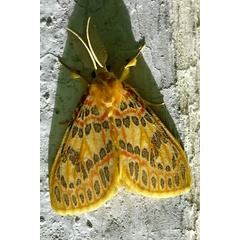 /filer/webapps/moths/media/images/A/acrisia_Euproctoides_AM_Gmeiner.jpg