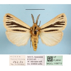 /filer/webapps/moths/media/images/M/multivittata_Estigmene_AM_MGCLa_01.JPG