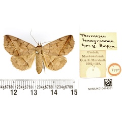 /filer/webapps/moths/media/images/L/loxogramma_Thermesia_HT_BMNH.jpg