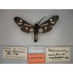 /filer/webapps/moths/media/images/C/centralis_Astyloneura_HT_RMCA_02.jpg