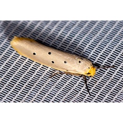 /filer/webapps/moths/media/images/L/livida_Ethmia_A_Woodhall_001.jpg
