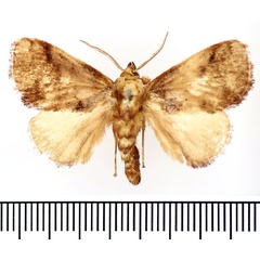 /filer/webapps/moths/media/images/A/argyrobapta_Ctenolita_AM_BMNH.jpg