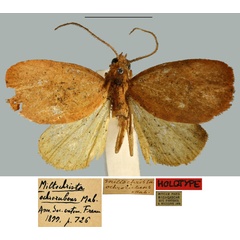 /filer/webapps/moths/media/images/O/ochrorubens_Miltochrista_HT_MNHN.jpg