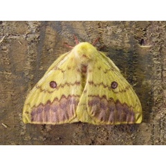 /filer/webapps/moths/media/images/H/hecqui_Tagoropsis_A_Voaden.jpg