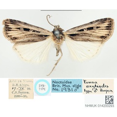 /filer/webapps/moths/media/images/A/axiliodes_Euxoa_STM_BMNH_01.jpg