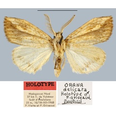 /filer/webapps/moths/media/images/D/delicata_Orana_HT_MNHN.jpg