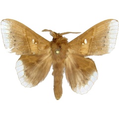 /filer/webapps/moths/media/images/M/marginepunctata_Leipoxais_AM_MCJM.jpg