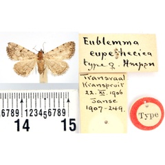 /filer/webapps/moths/media/images/E/eupethecica_Eublemma_HT_BMNH.jpg