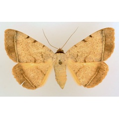 /filer/webapps/moths/media/images/P/pallida_Ctenusa_AF_TMSA_02.jpg