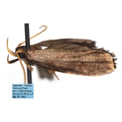 /filer/webapps/moths/media/images/K/klenodes_Thubdora_HT_ZMHB.jpg
