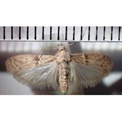 /filer/webapps/moths/media/images/C/cautella_Cadra_A_Bippus_03.jpg