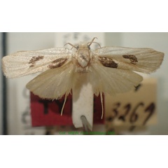 /filer/webapps/moths/media/images/T/tinactella_Odites_HT_MNHN.jpg