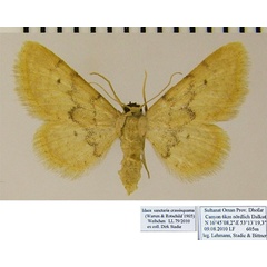 /filer/webapps/moths/media/images/S/sanctaria_Idaea_AF_ZSMa.jpg