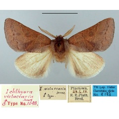 /filer/webapps/moths/media/images/V/violacearia_Ichthyura_HT_TMSA.jpg